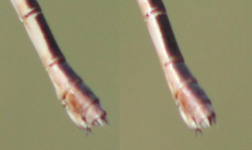 Réf. 348 144 : Lestes barbarus